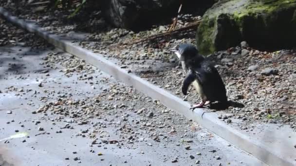 Kleiner Blauer Pinguin Auf Der Suche Nach Familie — Stockvideo