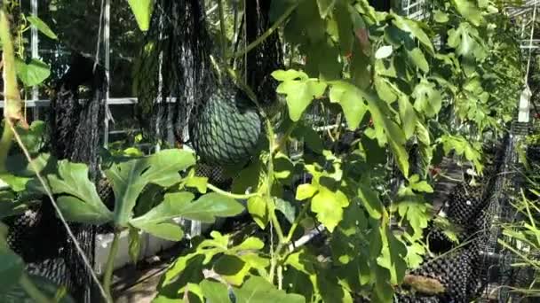 Vista Cámara Lenta Panorámica Hacia Arriba Invernadero Mostrando Melones Creciendo — Vídeos de Stock