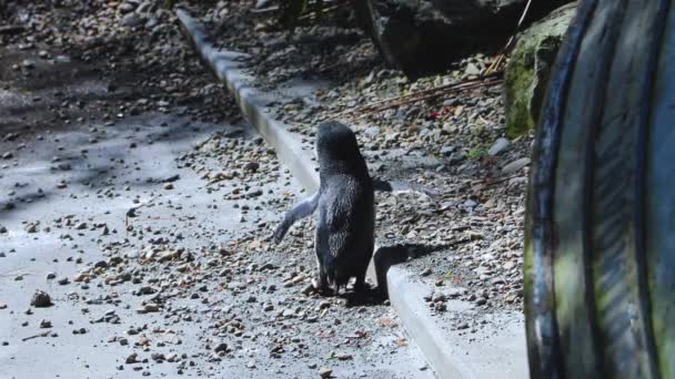 Втрачений Блакитний Пінгвін — стокове відео