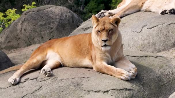 岩の上に休むライオン — ストック動画