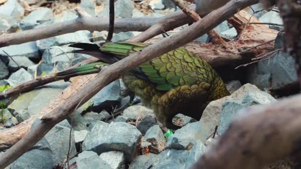 Alpine Kea Parrot Nueva Zelanda — Vídeo de stock