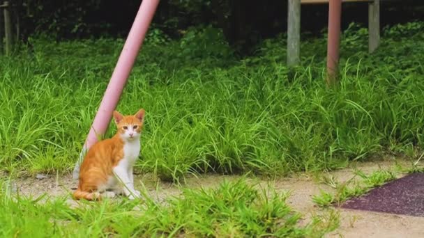 Wildkatze Japan Legt Sich Auf Den Boden Eines Lokalen Kyoto — Stockvideo