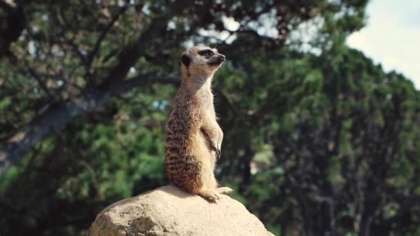 Alert Meerkat Cerca Pericolo — Video Stock