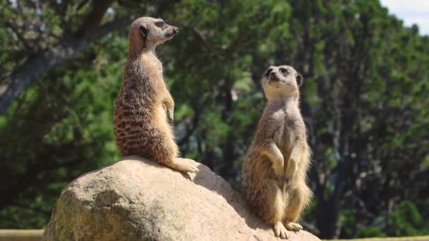 Due Meerkats Guardare Pericolo — Video Stock