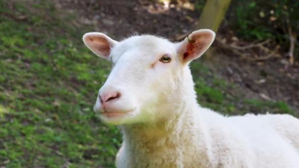新西兰绵羊 夏天刚剪短毛 — 图库视频影像