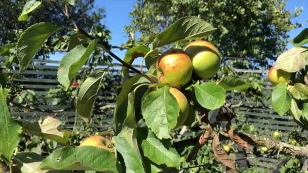 Slow Motion Panorering Ner Skott Ekologiska Gröna Äpplen Växer Trädgården — Stockvideo