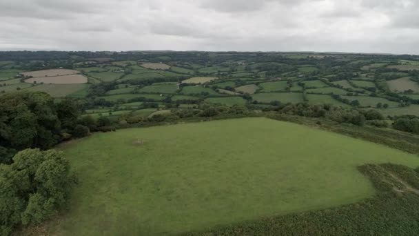 Luftaufnahme Über Dumpdon Hill East Devon Als Eine Herde Kühe — Stockvideo