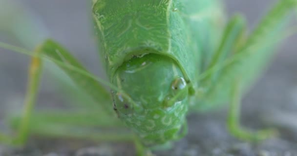 在一个鲜活的绿色树虫面前非常接近 在宏观上开枪 — 图库视频影像