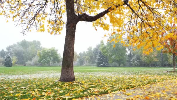 Snöfall Oktober Boulder Usa — Stockvideo