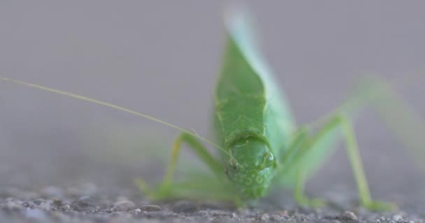 木の虫が歩道に立っている 100Mmマクロで撮影した3分の2構成 — ストック動画