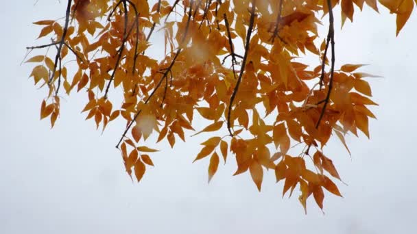 Nevadas Octubre Boulder — Vídeos de Stock