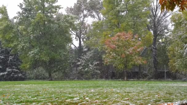 Snowfall Slow Motion Backdrop Trees Boulder Usa — Stock Video