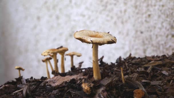 Wide Shot Group Toadstools Mushrooms Top Chipped Wood Heap Flies — Stock Video