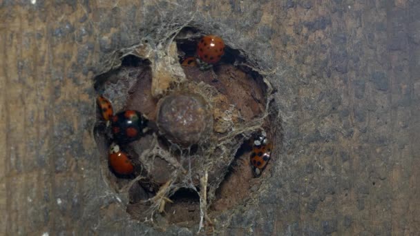 Close Hole Wall Bolt Middle Ladybugs Trying Find Shelter Potential — Stock Video