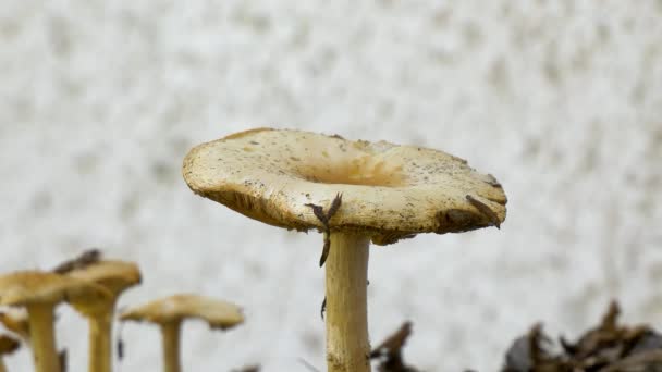 Close Mushroom Toadstool Autumn Which Has Become Home Pair Earwigs — Stock Video