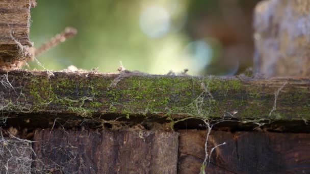 Langzame Beweging Van Een Giant House Spin Kruipt Schot Een — Stockvideo