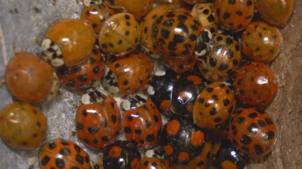 Makroaufnahme Eines Kleinen Marienkäferschwarms Der Sich Auf Den Winterschlaf Oder — Stockvideo