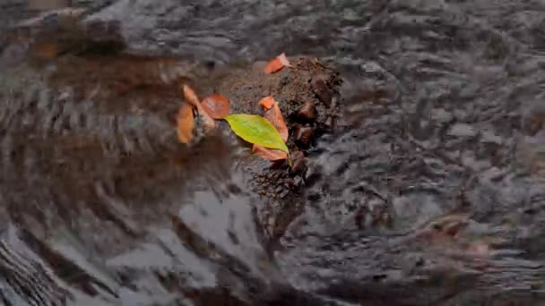 Fall Leaves Small Rock Creek — Stock Video