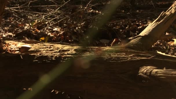 Syuting Yang Sangat Sinematik Dari Pohon Pada Suhu Uhdr 60P — Stok Video