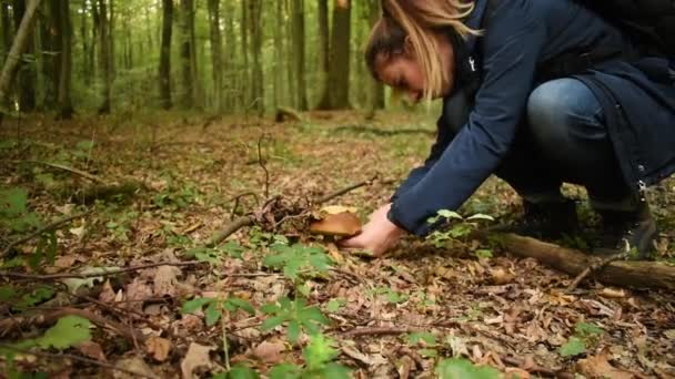 Apanhar Cogumelos Floresta — Vídeo de Stock