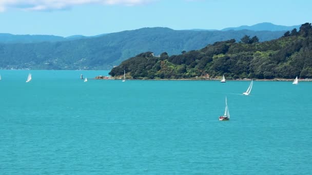 Wellington Nový Zéland Sail Boat Regatta Evans Bay 2018 — Stock video