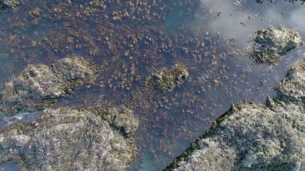 スコットランド北部の海岸の端にある大きな岩のプールで 固定された海藻の塊が動き 潮で渦巻いている空中 上を追跡中 スモー洞窟と耐久性の近く — ストック動画