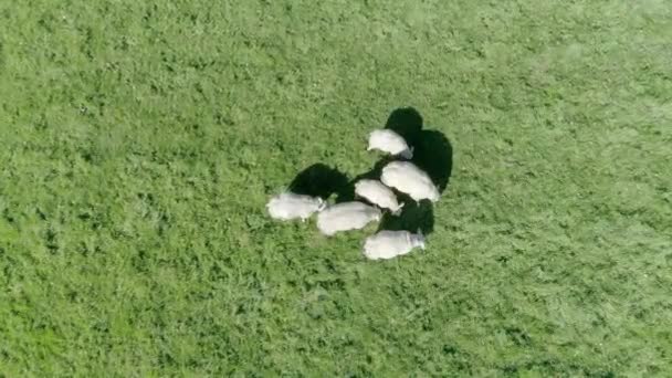 英国の田園地帯で羊の放牧の小さな群れの上に数メートル下の空中追跡を閉じます — ストック動画
