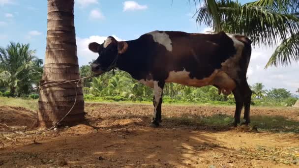Een Trui Koe Gebonden Aan Een Kokosnoot Boom Een Dorp — Stockvideo