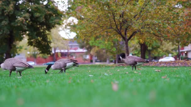 Kanada Gäss Betar Parken — Stockvideo