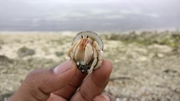 Primer Plano Cangrejo Ermitaño Que Sostiene Mano Con Mar Los — Vídeos de Stock