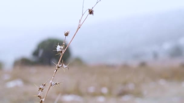 Planta Seca Com Flocos Neve Uma Queda Neve — Vídeo de Stock