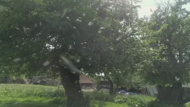 Дрон Знімав Старе Дерево Закрученою Кульбабою Передньому Плані — стокове відео