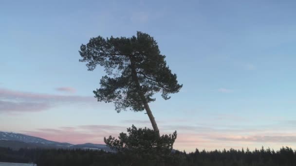 Film Dron Záběr Majestátně Vypadající Vysoký Strom Zimním Prostředí — Stock video