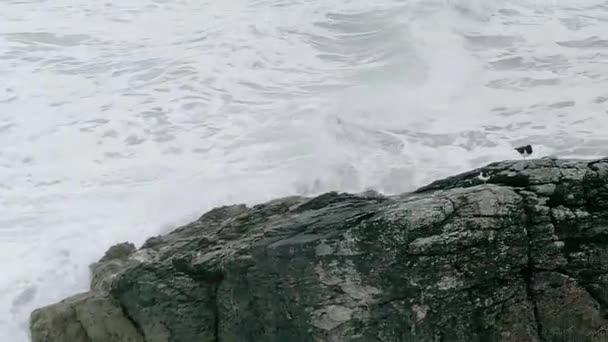 岩の前の空中追跡を閉じて 2人のOystercatcherが上に立っています 波とシャキッとした泡の水に囲まれて — ストック動画
