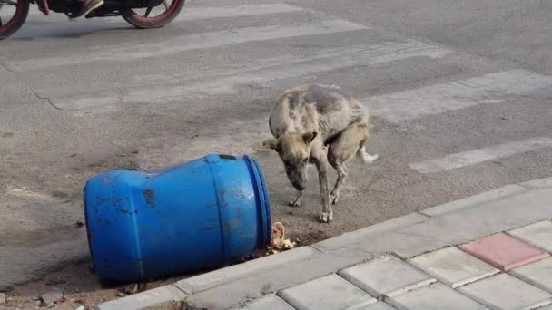 Sick Stray Dog Eating Garbage Can Road — Stock Video