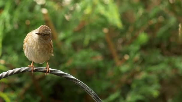 Dunnock Brittisk Trädgårdsmiljö Flyger Ett Fågelbord Sökandet Efter Mat — Stockvideo