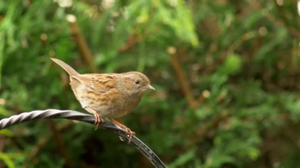 Dunnock Wleciał Słup Żelaza Poszukiwaniu Jedzenia Lub Krewnych — Wideo stockowe