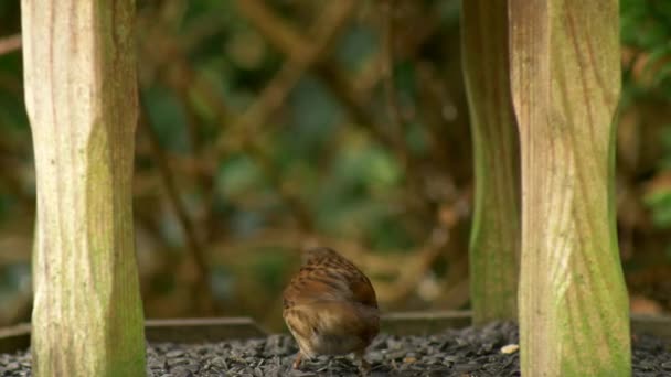 Mélange Petits Oiseaux Jardin Pénètre Dans Une Commune Sur Une — Video