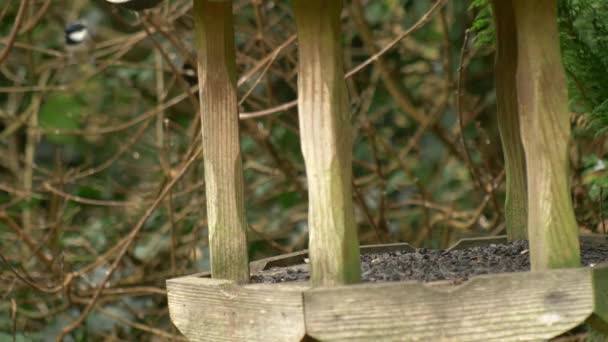 Coal Tit Appears Out Background Feed Bird Table Foreground Flies — Vídeos de Stock