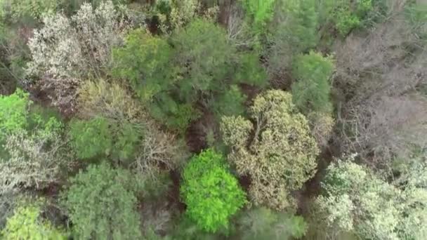 Forest Aerial View Straight — Stock Video