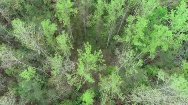 Vista Para Baixo Gatlinburg Trees Tennessee — Vídeo de Stock