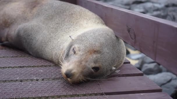 Foca Neozelandesa Tendida Con Una Playa Rocosa Océano Fondo Cerrar — Vídeos de Stock