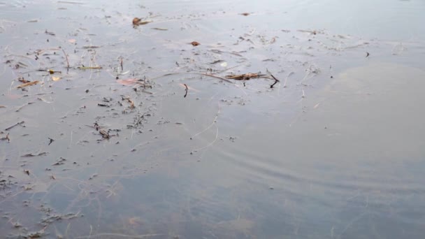 Gouttes Pluie Créant Des Ondulations Sur Eau Ralenti — Video