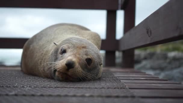 Linda Foca Nueva Zelanda Con Una Playa Rocosa Océano Fondo — Vídeos de Stock