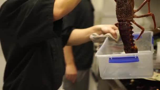 Slowmo Putting New Zealand Fresh Crayfish Pot Hot Water Boil — Stock Video