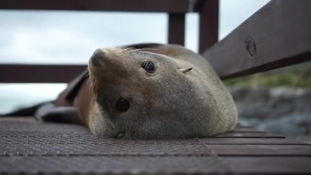 Linda Foca Nueva Zelanda Con Una Playa Rocosa Océano Fondo — Vídeos de Stock