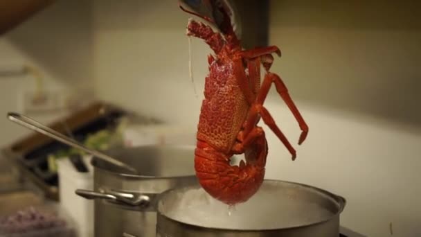 从一锅热水中取出煮熟的新西兰鲜虾 — 图库视频影像