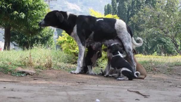 Een Hond Die Zijn Pups Overdag Borstvoeding Geeft Een Park — Stockvideo