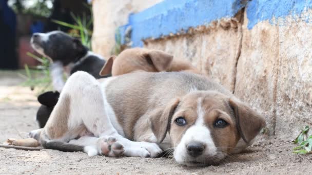 Filhote Cachorro Cor Marrom Branco Jovem Descansando Grama — Vídeo de Stock