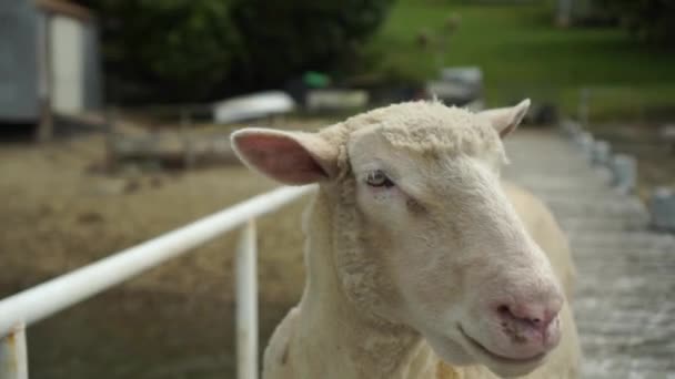 Fehér Borotvált Juhok Mezőgazdasági Termelő Álló Dokk Zéland — Stock videók